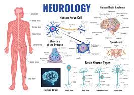 Neuroscience College Major